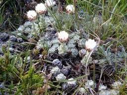 Helichrysum milfordiae in the grass